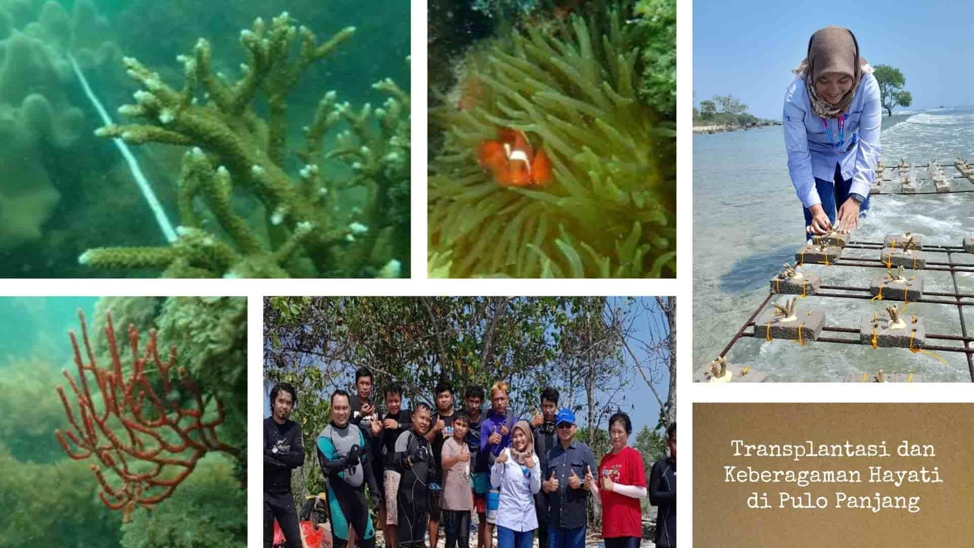 Transplantation and Biodiversity in the Northern Waters of Pulau Panjang, Serang, 2024