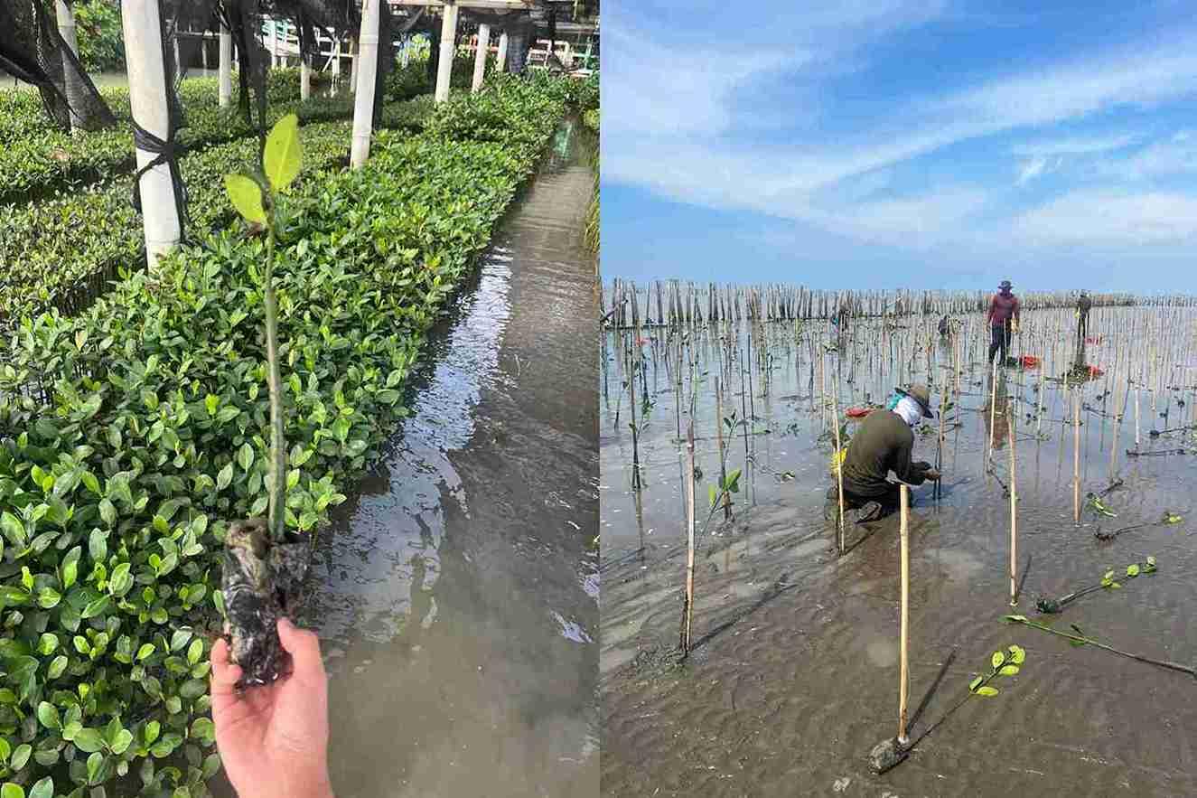 Perkuat Ketahanan Ekosistem Pesisir, Chandra Asri Group Gandeng Masyarakat Desa Tengkurak Tanam Mangrove