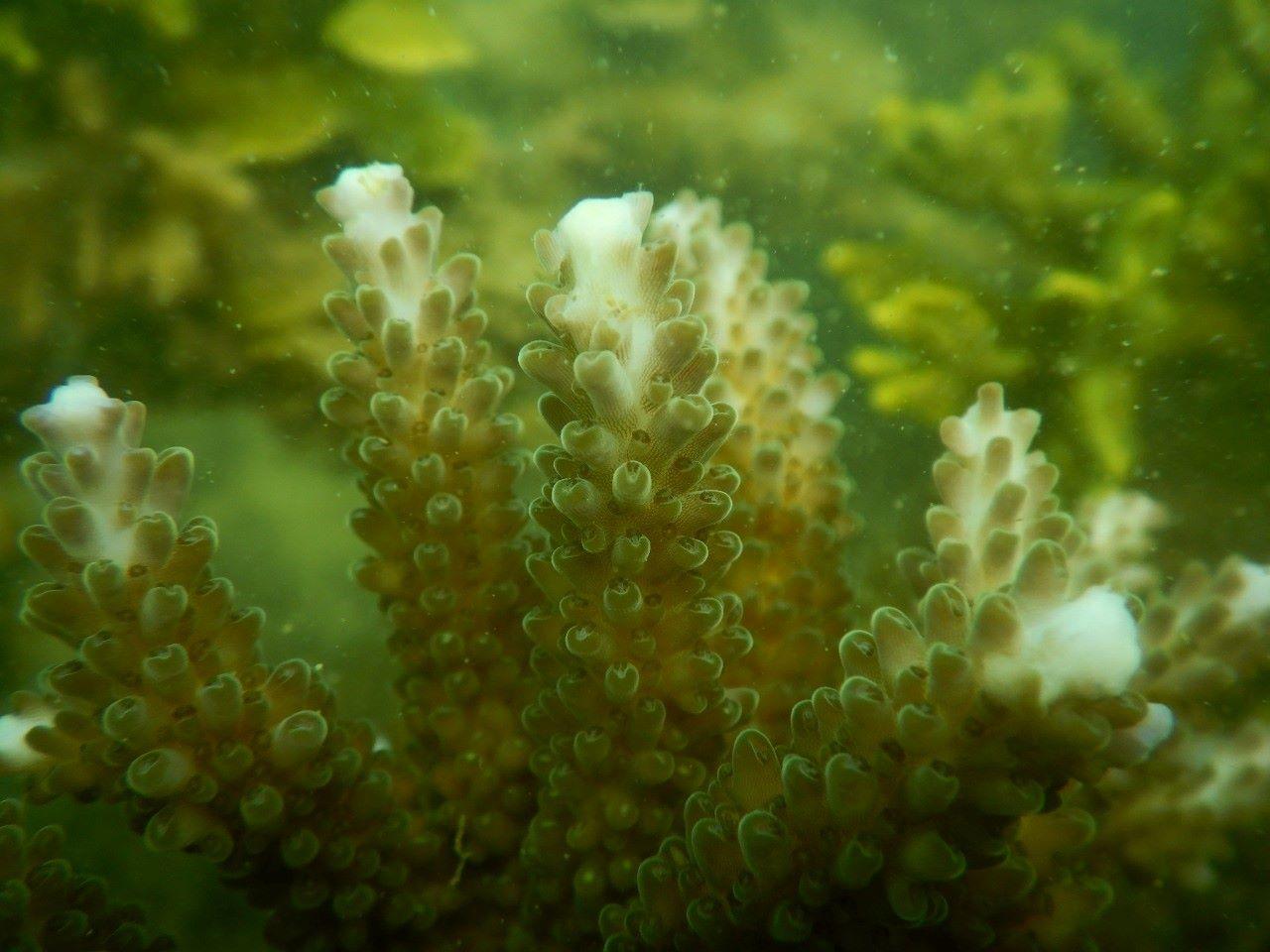 Coral Reef Rehabilitation Program by Chandra Asri and Kelompok Konservasi Alam Bawah Laut Shows Growth