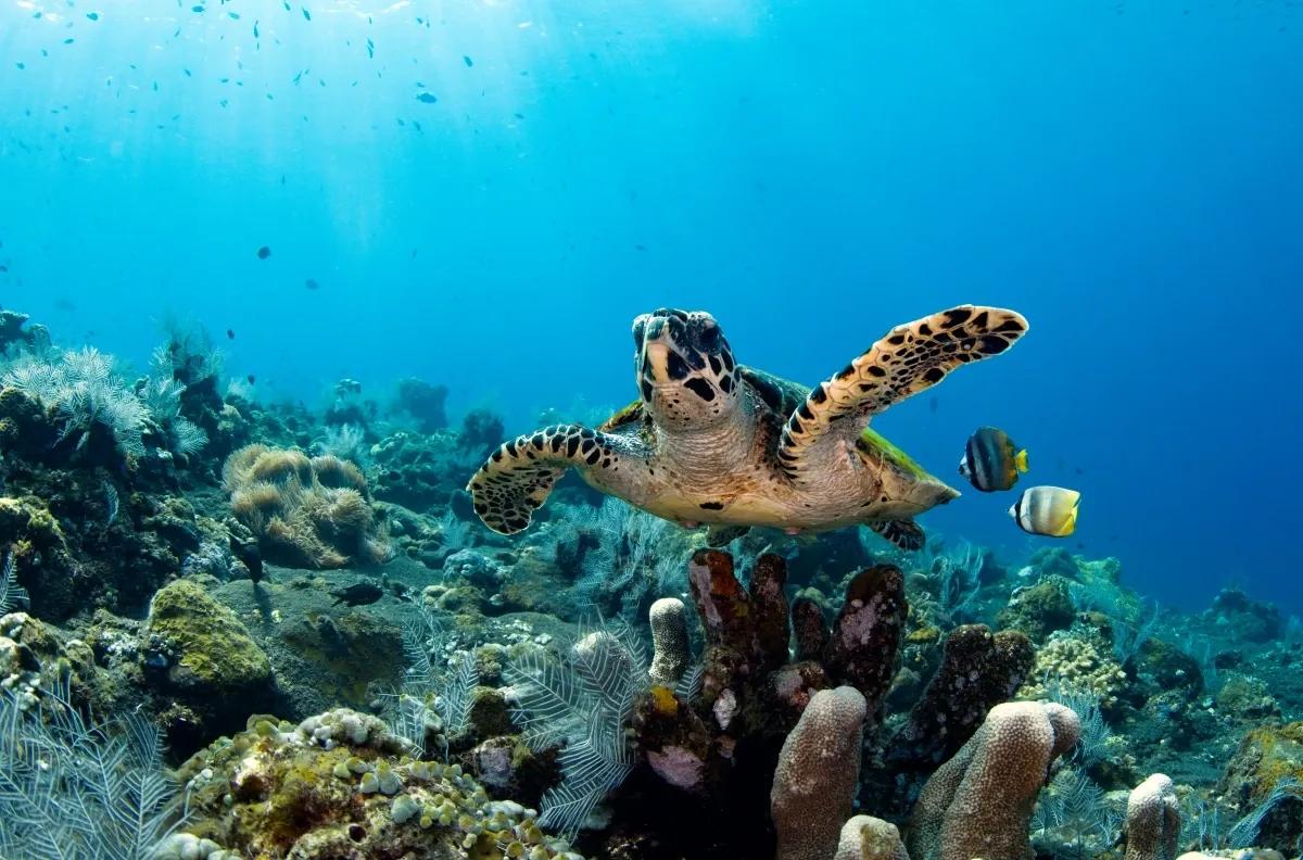 how to preserve the sea